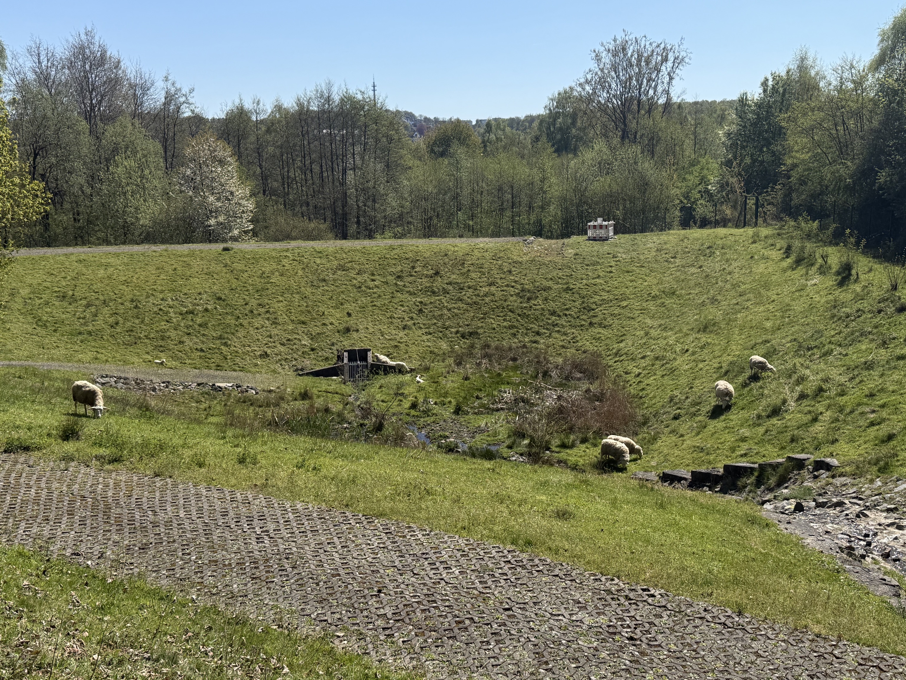 Tierische Unterstützung: Schafe halten unser Regenrückhaltebecken in Schuss